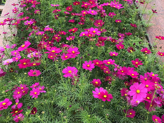 六盘水仿真花树/鲜花,租赁绿植/仿真花,配送一条龙服务