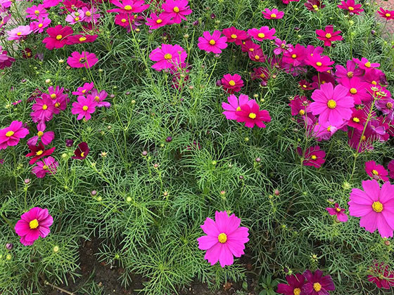泉州租赁花卉/仿真花,阳台鲜花,绿植花卉加盟
